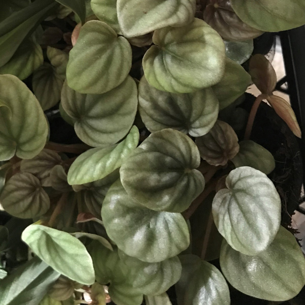 Peperomia Frosty