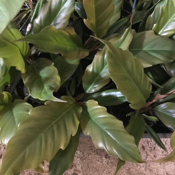 Philodendron Choco Empress