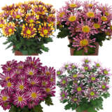 Pot Mum Chrysanthemum Curiosity Collection 2025 Colchrscc - Garden Express Australia