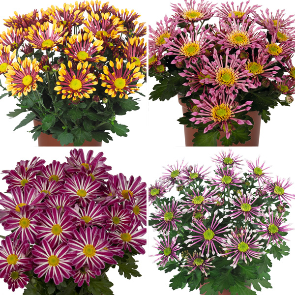 Pot Mum Chrysanthemum Curiosity Collection