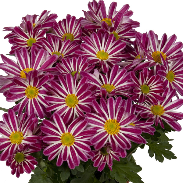 Pot Mum Chrysanthemum Curiosity Collection