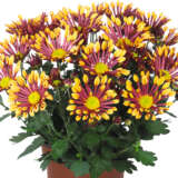 Pot Mum Chrysanthemum Curiosity Collection