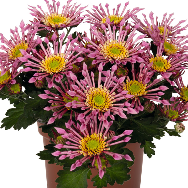 Pot Mum Chrysanthemum Curiosity Collection