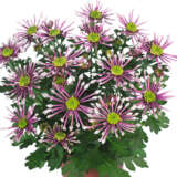 Pot Mum Chrysanthemum Curiosity Collection