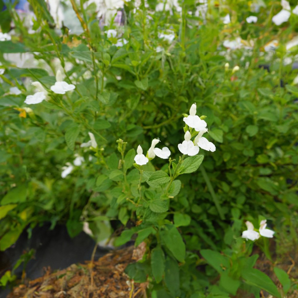 Salvia Navaho White