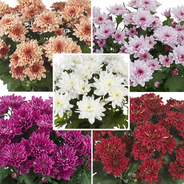 Chrysanthemum Doubles Collection