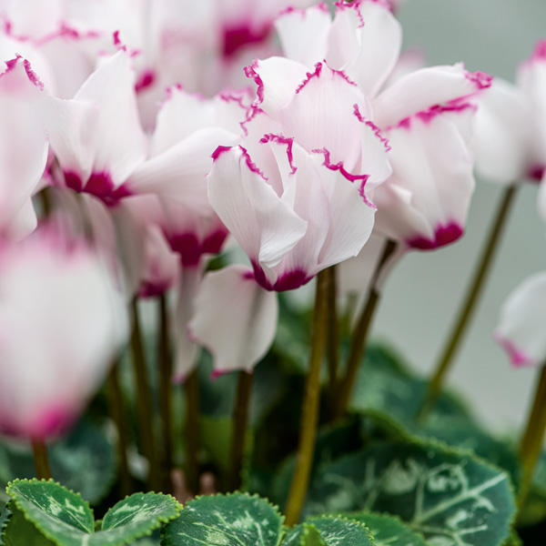 Cyclamen Mothers Halo Pink Ice 68mm