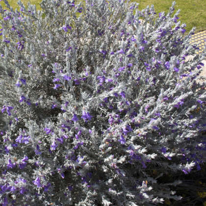 Eremophila Nivea- Silver Emu Bush - Garden Express