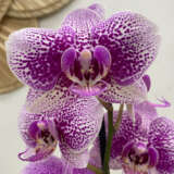 Orchid Phalaenopsis Single Stem- Large Speckled Pink