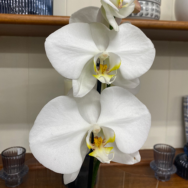 Orchid Phalaenopsis Single Stem- Large White