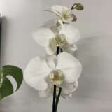 Orchid Phalaenopsis Single Stem- Large White