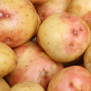 Certified Seed Potato King Edward 500g