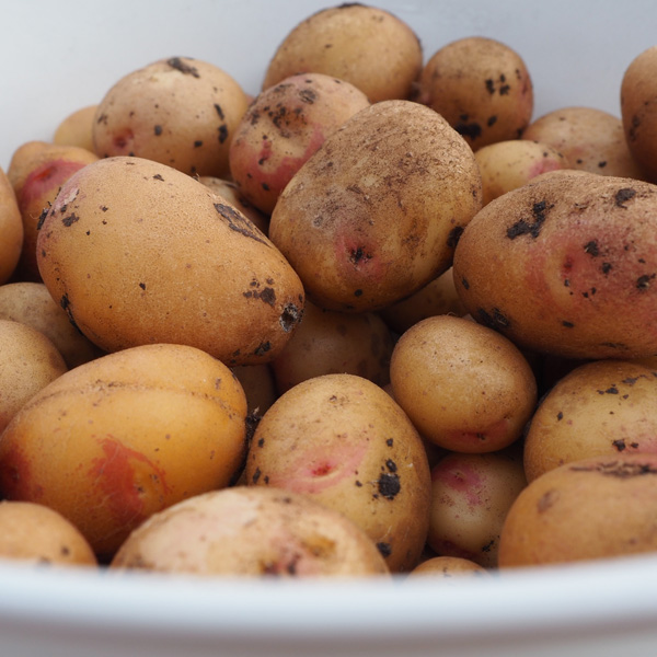 Certified Seed Potato King Edward 500g