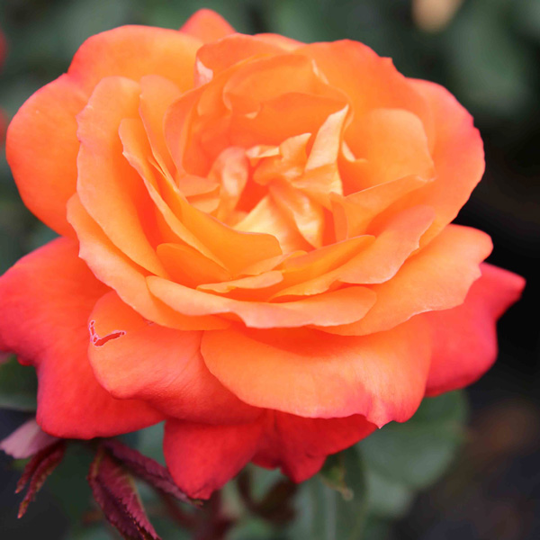 Rose Fragrant Showpiece Orange (pbr)