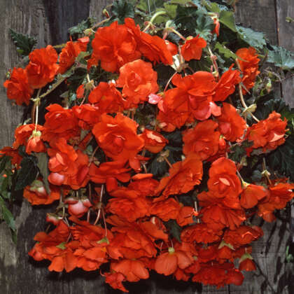 Begonia Bossa Nova Red - Garden Express