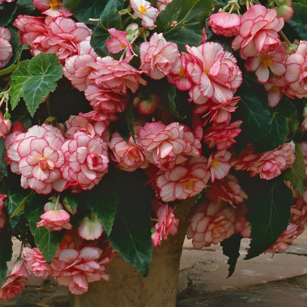 Begonia Sun Dancer White/pink