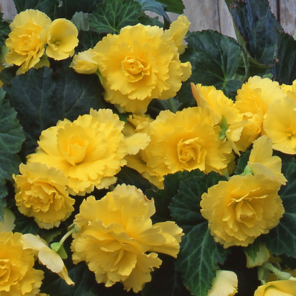 Begonia Sun Dancer Yellow