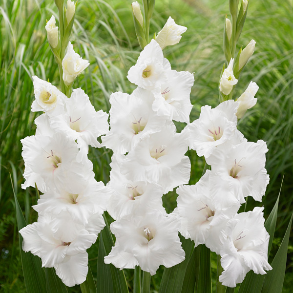 Gladioli Flevo Ice