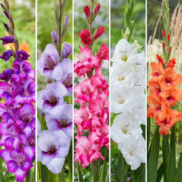 Glamini Gladioli Collection 25 Bulbs