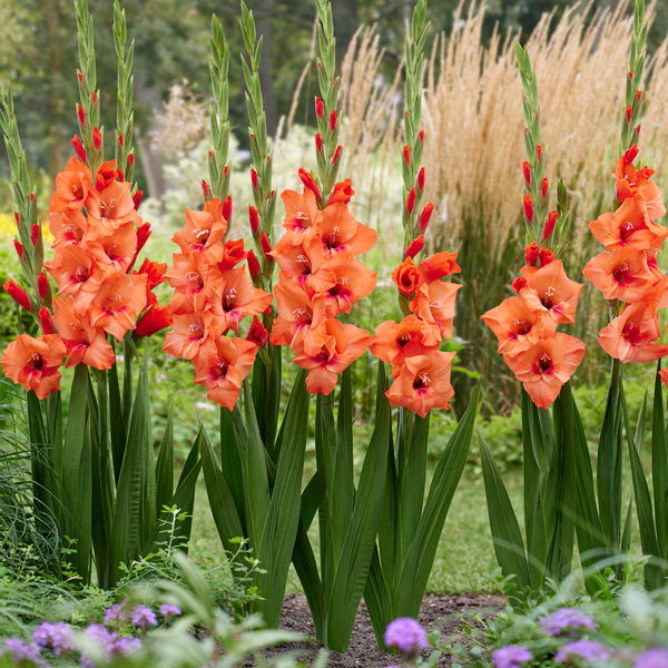 Glamini Gladioli Jenny