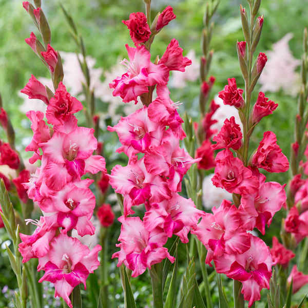 Glamini Gladioli Kelly