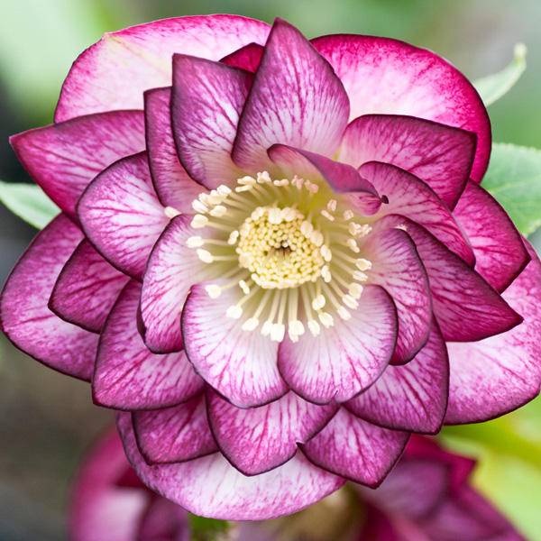 Hellebore Double Peppermint Ice