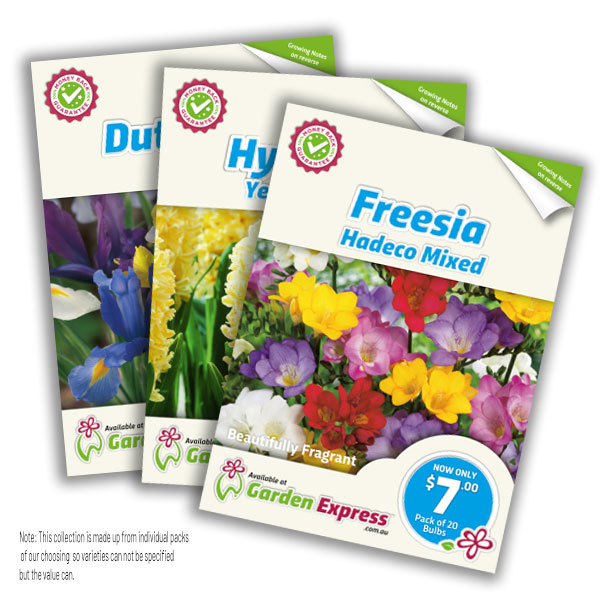 Flower Fest Last Chance 6 Selected Dutch Iris Freesia & Hyacinth Packs