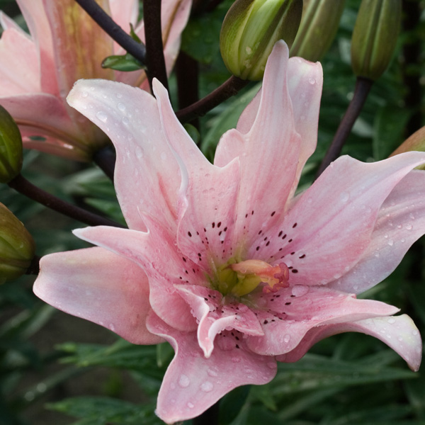 Lilium Double Elodie