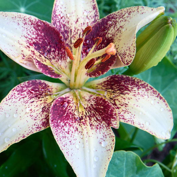 Lilium Tribal Kiss