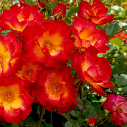 Floribunda Roses - Garden Express - Australia's Largest Online Nursery