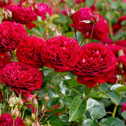 Floribunda Roses - Garden Express - Australia's Largest Online Nursery