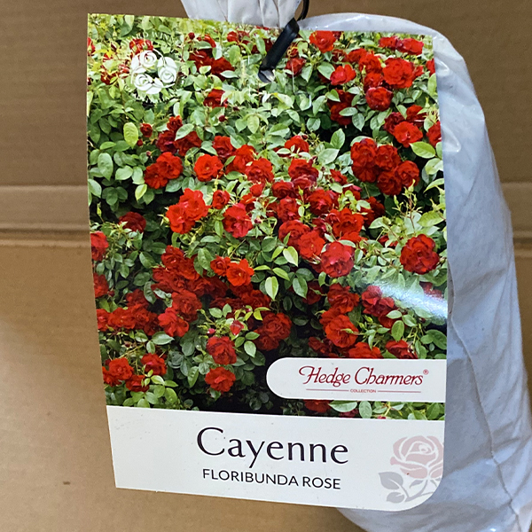 Rose Cayenne