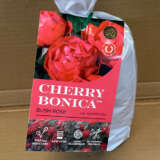 Rose Cherry Bonica