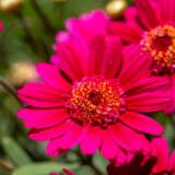 Argyranthemum Aramis Velvet Red Bunch Of Blooms