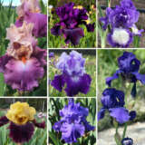 Bearded Iris Mega Coll Colbirmeg - Garden Express Australia