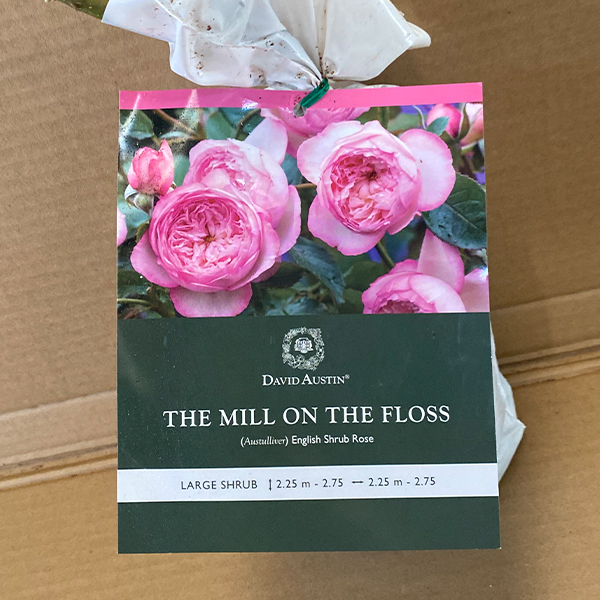 David Austin Rose The Mill On The Floss