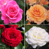 Fragrant Rose Collection 4 Roses