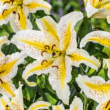 Lilium Auratum Pklilaur - Garden Express Australia