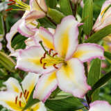 Lilium Primrose Hill Pklilphi - Garden Express Australia