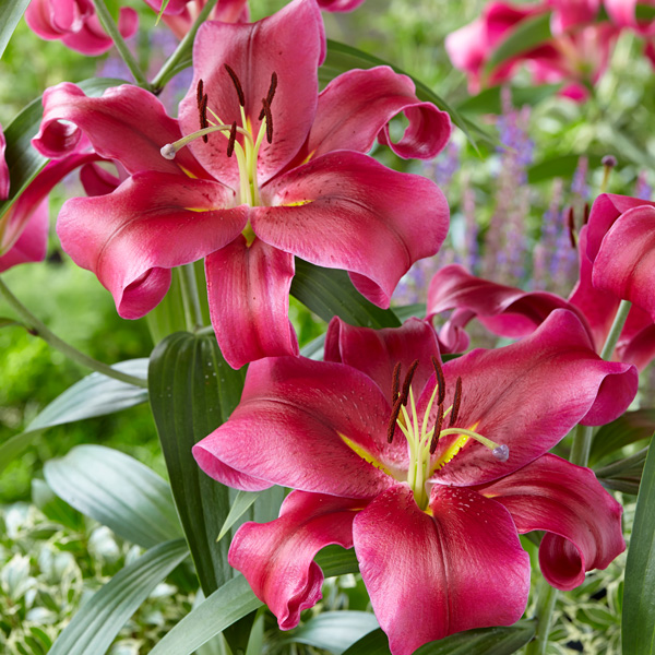 Lilium Touchstone - Garden Express