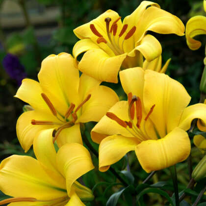 Liliums - Garden Express - Australia's Largest Online Nursery