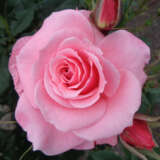 Rose Bewitched