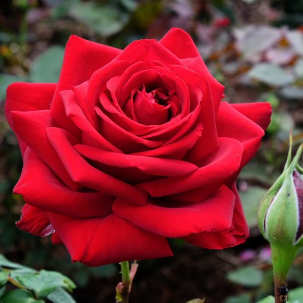 Rose Loving Memory