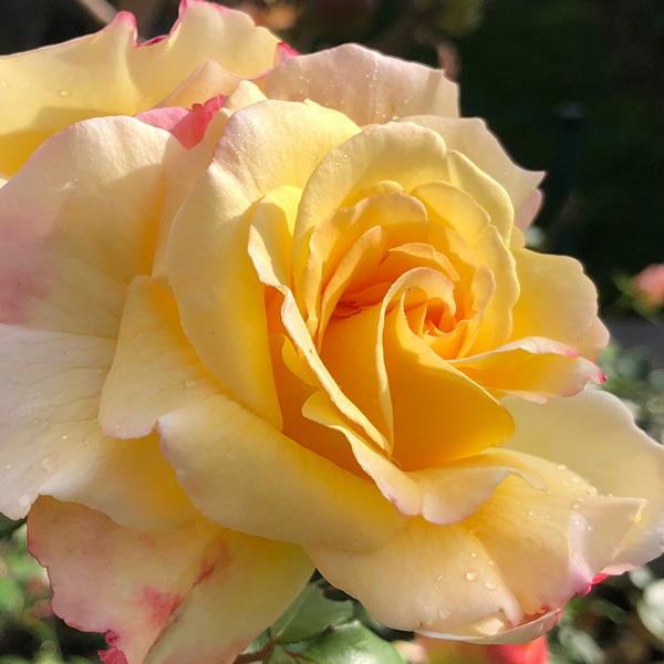 Rose My Yellow