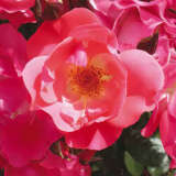 Rose Oceane Roshoce - Garden Express Australia