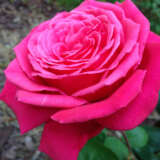 Rose Olde Fragrance