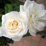 Rose Our Vanilla