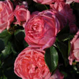 Rose Parfum De Paris Rosdpdp - Garden Express Australia