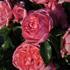 Delbard Rose Parfum De Paris