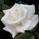 Rose Pope John Paul Ii Roshpjp - Garden Express Australia